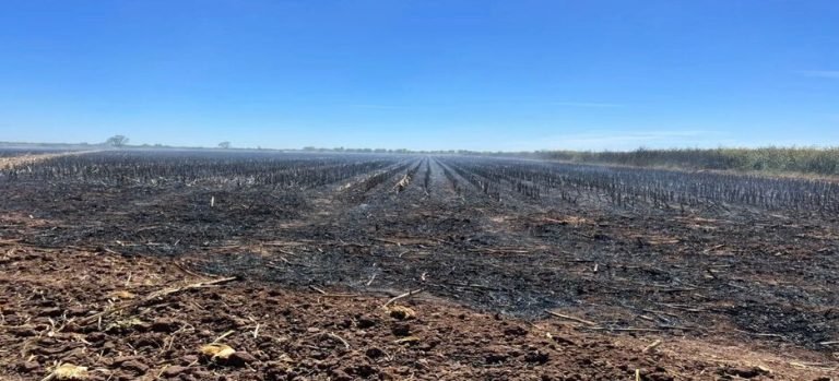 Ecología pide a productores evitar la quema de soca