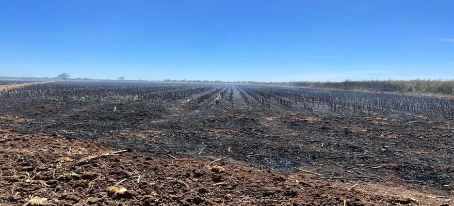 Ecología pide a productores evitar la quema de soca