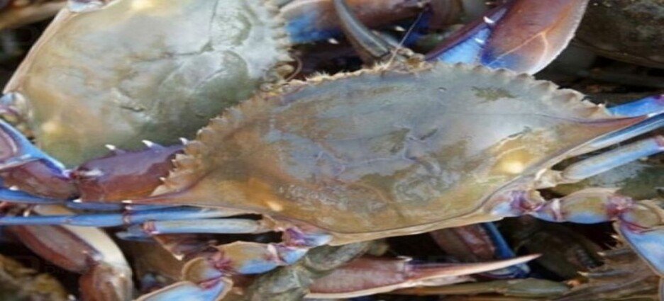 Pescadores ribereños de Guasave esperan que se levante la veda de jaiba