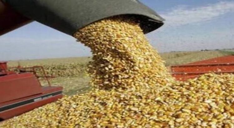 Diputados piden al gobierno de Sinaloa un nuevo esquema de comercialización del maíz