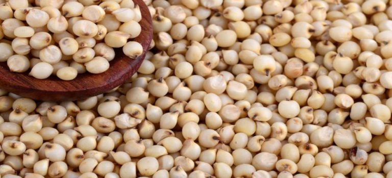 Asociación Ganadera entregará costales de semillas en Guasave