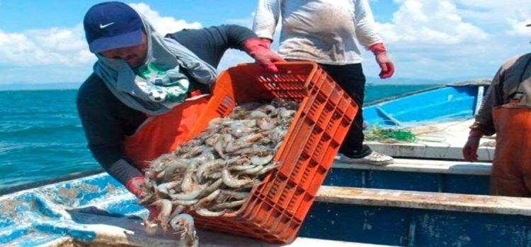 Pescadores de Guasave piden el levantamiento de la veda del camarón