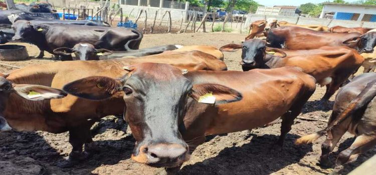Guasave envió muestras de 40 mil estudios de ganado para descartar brucelosis