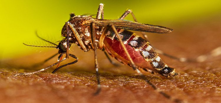 Sinaloa tiene un acumulado de 70 casos registrados de dengue