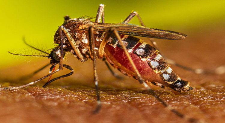 Sinaloa tiene un acumulado de 70 casos registrados de dengue