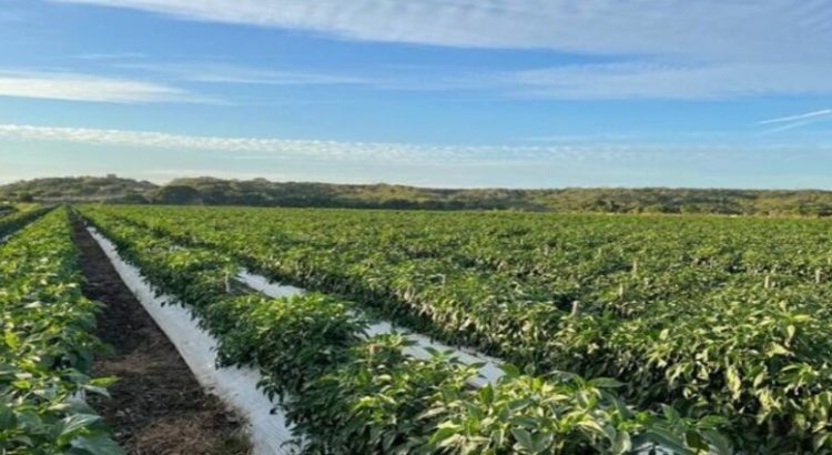 El 40% de los cultivos de Sinaloa en posible riesgo por las plagas