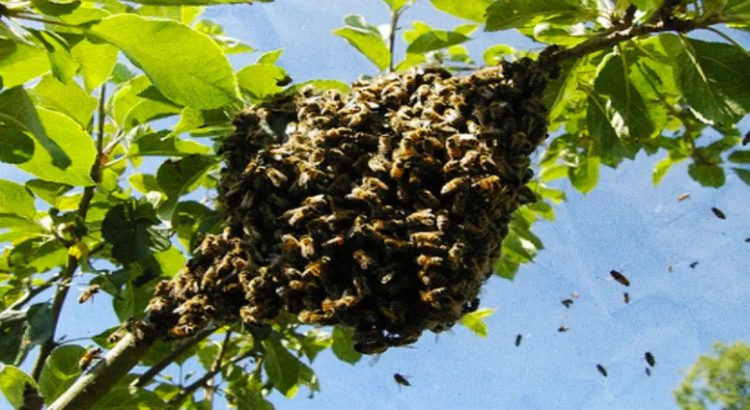 Adulto mayor pierde la vida por picaduras de abejas
