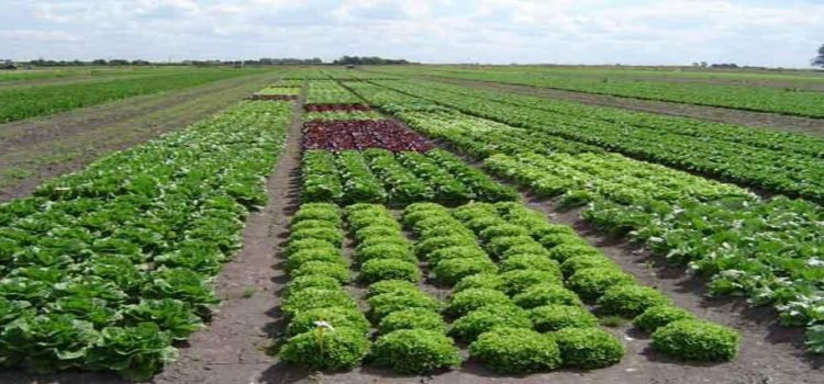 Proponen priorizar en el estado el cultivo de hortalizas