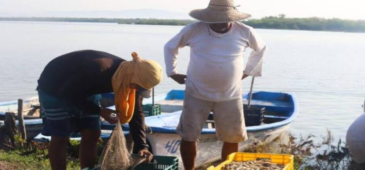 Pescadores de Guasave aplicarán autoveda por bajas capturas de camarón