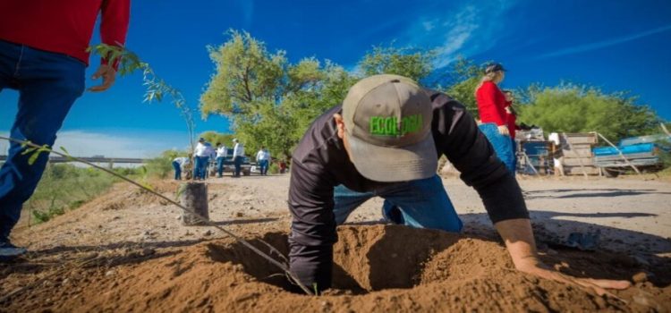 Ecología y DURS y una empresa agrícola en Guasave plantaron álamos en el río Sinaloa