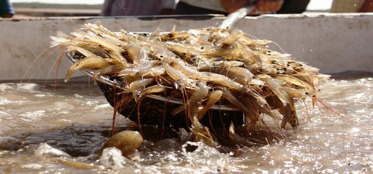 Producción de camarón en granjas en Sinaloa presenta una baja del 15%