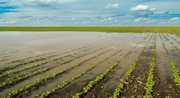 3 mil 163 hectáreas de frijol en Guasave fueron afectadas por las lluvias