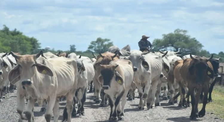 Por la escasez de agua, ganaderos de Guasave han vendido sus animales