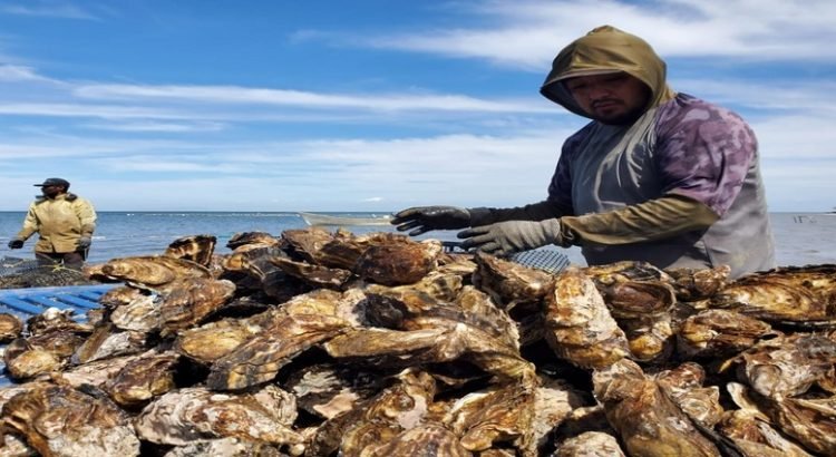 Ostioneros de Sinaloa afectados por las baja de ventas, tras el paso de ‘Otis’ en Guerrero
