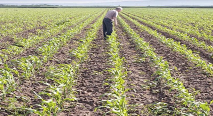 Sinaloa redujo la siembra de maíz por la sequía