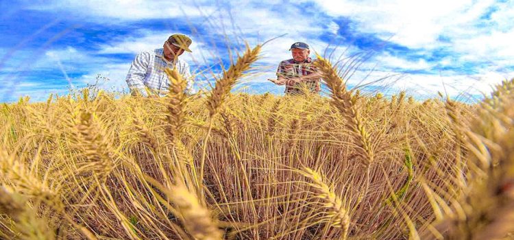 Productores de trigo del norte de Sinaloa están recibiendo pagos de Segalmex