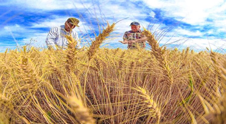 Productores de trigo del norte de Sinaloa están recibiendo pagos de Segalmex