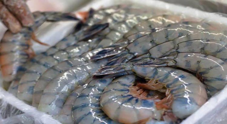 La llegada de camarón extranjero causa pérdidas de 4 mil millones de pesos en Sinaloa