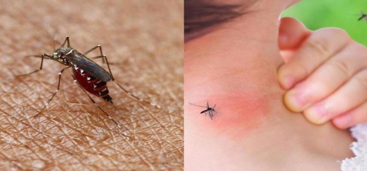 Guasave registra los primeros casos de dengue