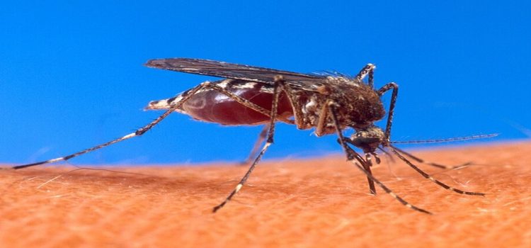 Reportan Dos casos positivos de dengue hemorrágico