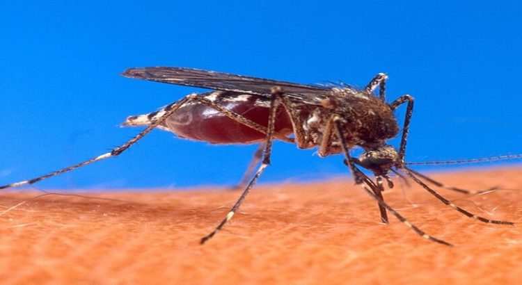 Reportan Dos casos positivos de dengue hemorrágico
