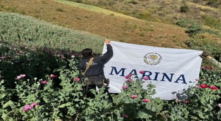 Marina destruyó 11 plantíos de amapola en Sinaloa