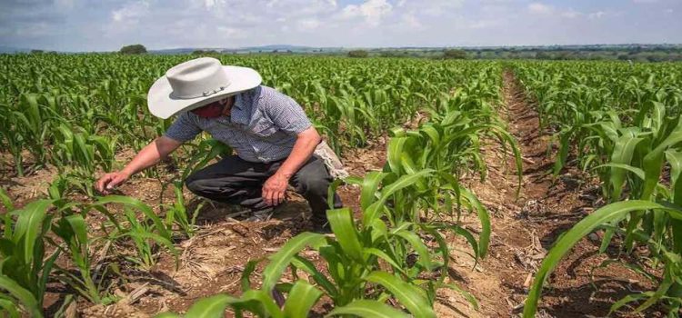 FIRA dará facilidades de pago a productores de Sinaloa