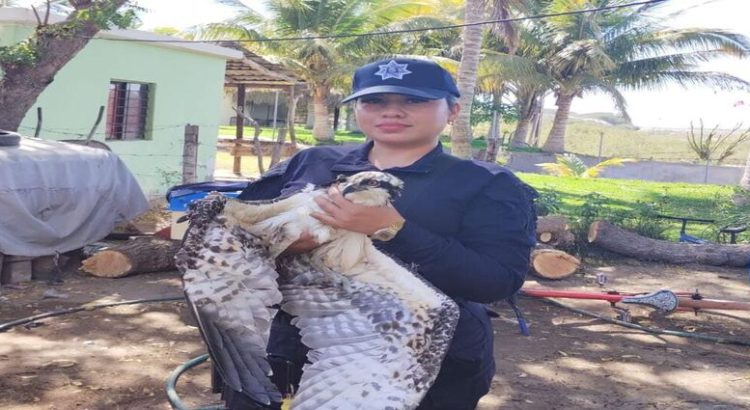Rescatan un águila en Guasave