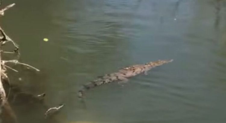 Encuentran dos cocodrilos en el río Sinaloa en Guasave