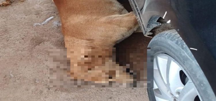Habitantes de Bonansa denuncian envenenamiento de perros