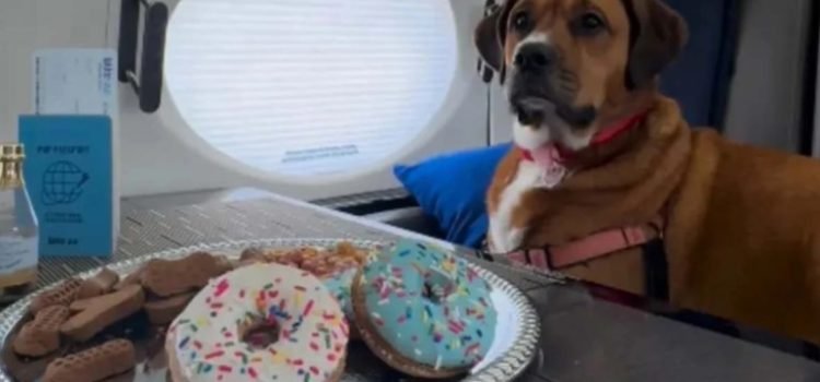 Bark Air, una aerolínea bien perrona Bark Air, una aerolínea bien perrona