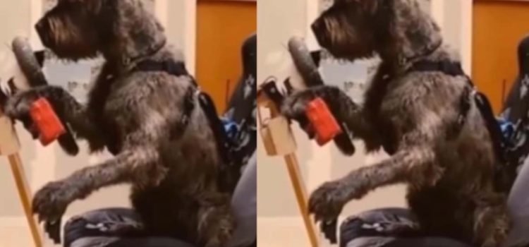 Perro al volante: Escuela enseña a los canes a conducir automóviles Perro al volante: Escuela enseña a los canes a conducir automóviles