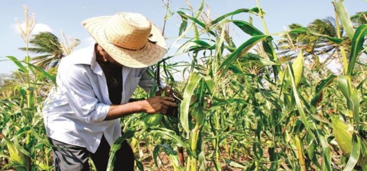Todos los productores recibirán apoyo de 750 pesos
