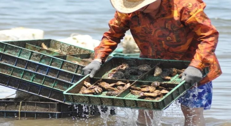 Sinaloa es el tercer productor de ostión del país