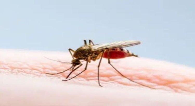 Alcaldesa reconoce que se han perdido vidas a causa del dengue