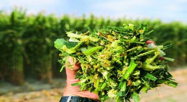 Usarán maíz picado para alimentar al ganado ante sequía en Sinaloa