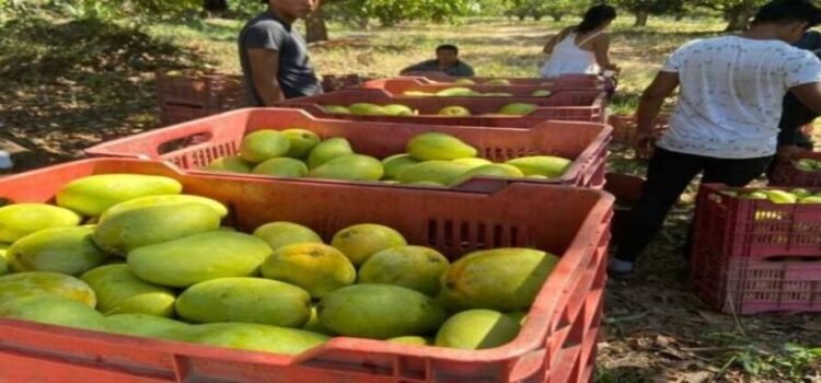 Mango del sur de Sinaloa en peligro por la sequía en el estado
