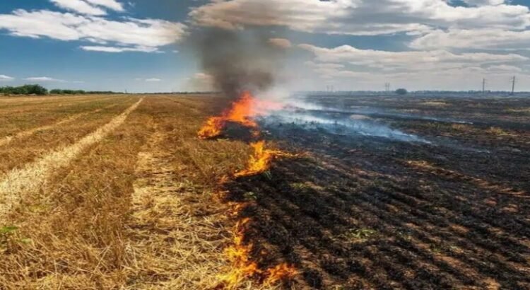 Incrementan incendios de soca en Guasave
