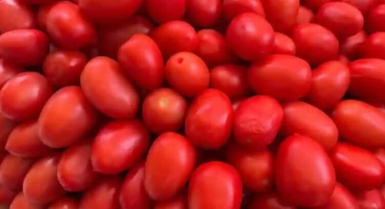 Impone Estados Unidos aranceles del 17 % al tomate mexicano