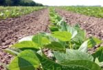 Sinaloa plantea objetivo de siembra de 150 mil hectáreas de frijol