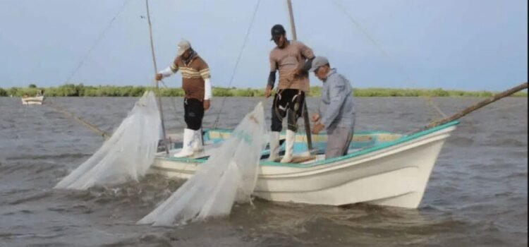 Poca pezca de camarón en Guasave
