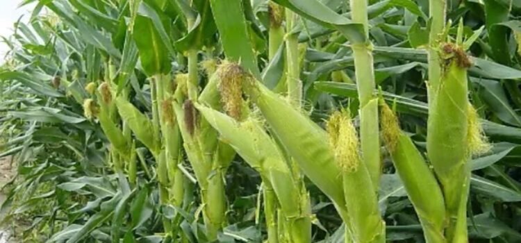 Establecen sembrar 469 mil hectáreas de maíz en Sinaloa como parte del próximo ciclo agrícola