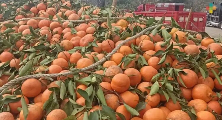 Reportan productores de Veracruz pérdida total de cosecha de naranja