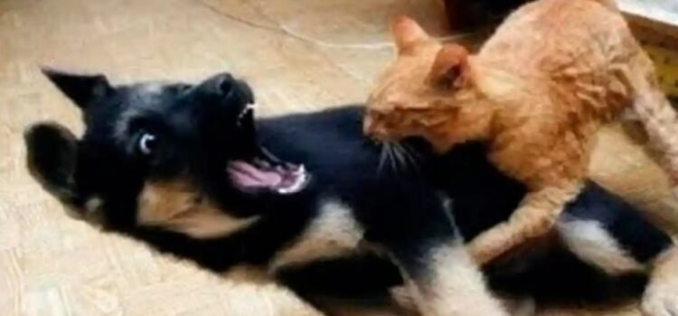 Recién casados quieren divorciarse… porque su perro y su gato no se llevan bien