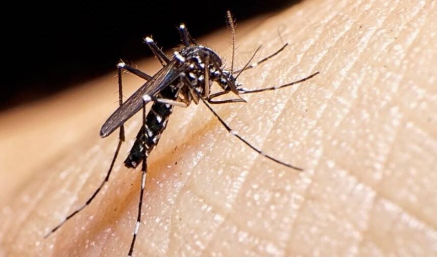 Incrementan casos de dengue en Guasave; reportan 45 contagios confirmados