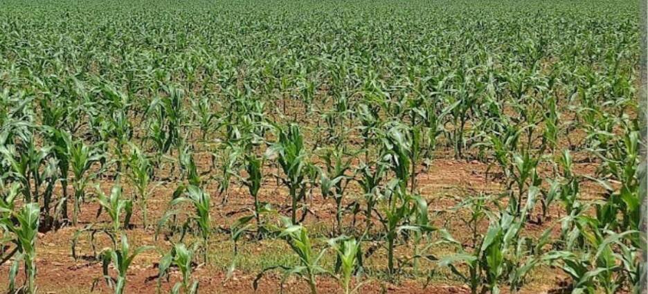 Llaman a productores agrícolas a cumplir con el pago de créditos para no perder acceso a financiamiento