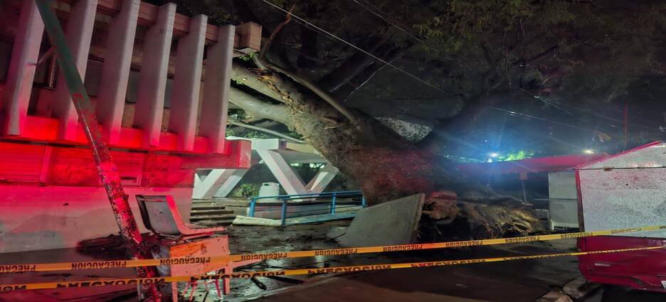 Árbol gigante cae sobre la Clínica 32 del IMSS en Guasave tras fuertes lluvias